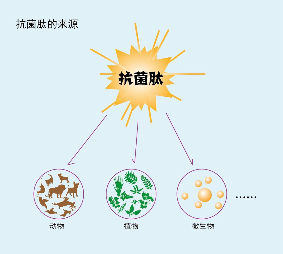 抗菌肽2.jpg