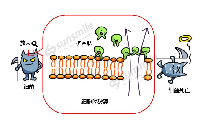 抗菌肽3.jpg